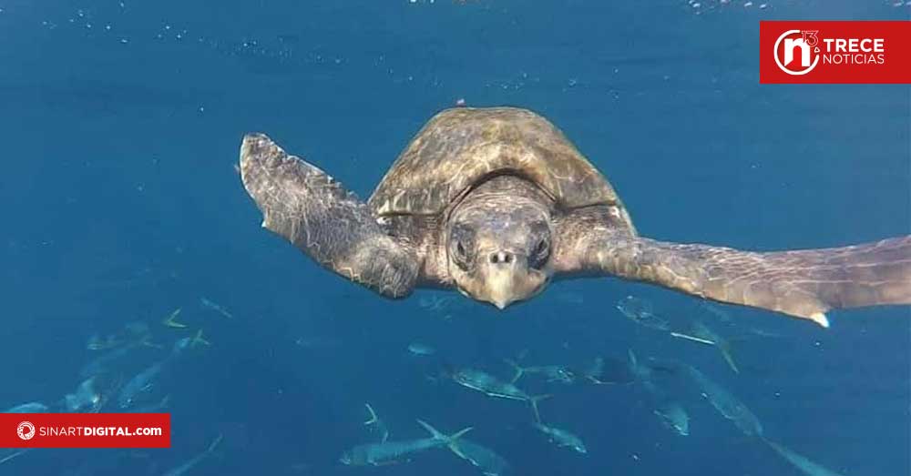 Gobierno impulsa protección del Área Marina Bicentenario para pesca sostenible