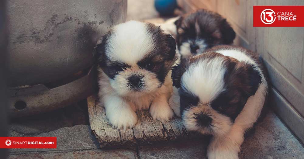 Recomendaciones para cuidar a los cachorros en casa 
