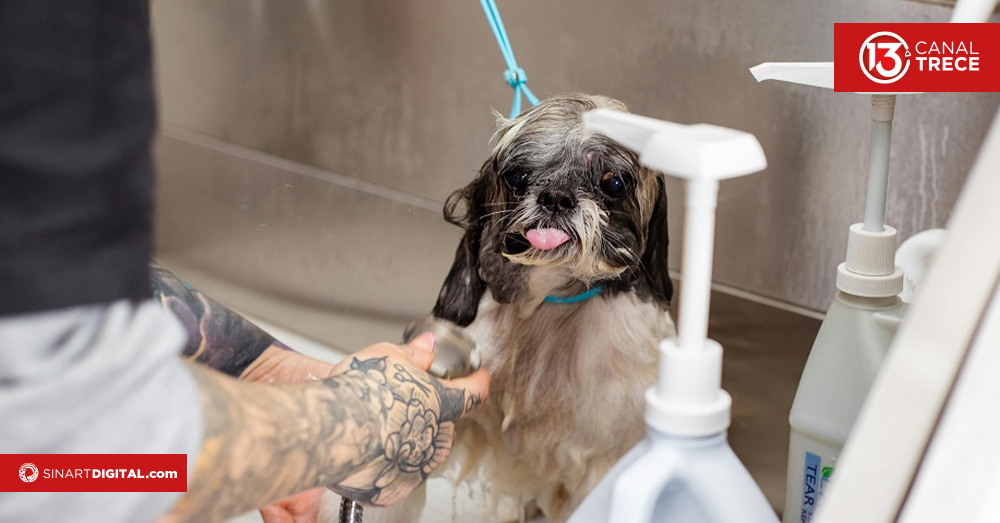 Realice de manera correcta el baño a sus mascotas 