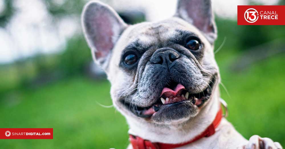 Tos de las perreras: enfermedad muy contagiosa que puede afectar a su perro