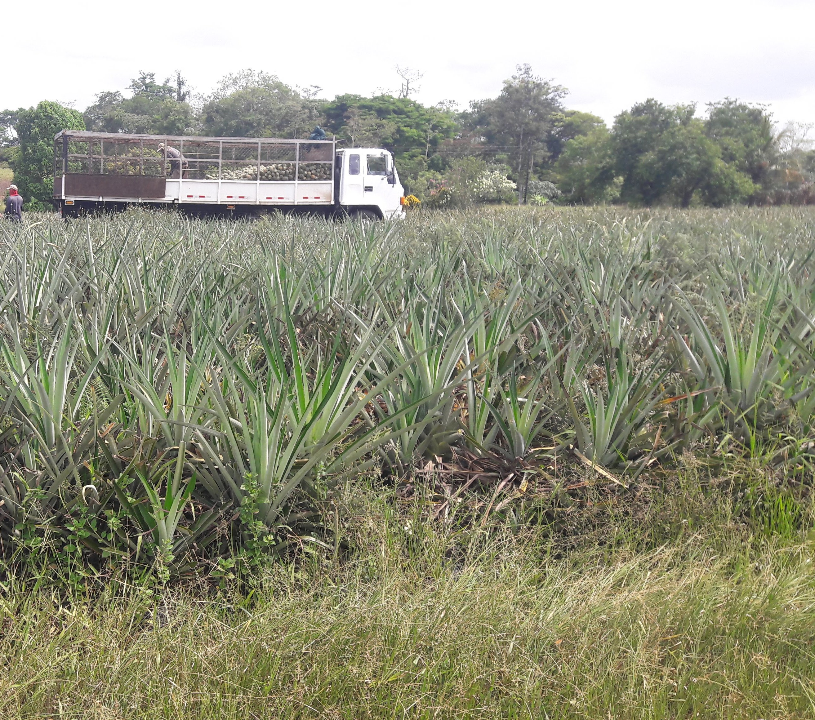 Banano, caña de azúcar y piña destacan en la agricultura orgánica en Costa Rica