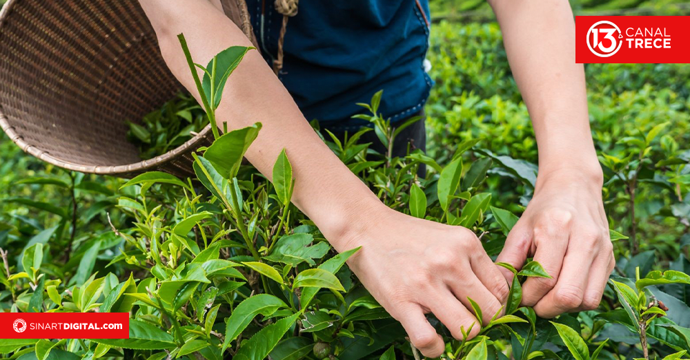 Plantae | Documentales UNED