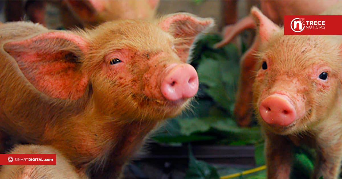 Prohibido ingreso de productos porcinos
