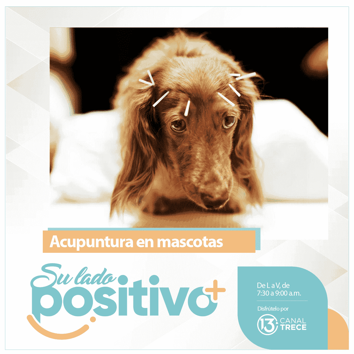Acupuntura Canina - Su Lado Positivo