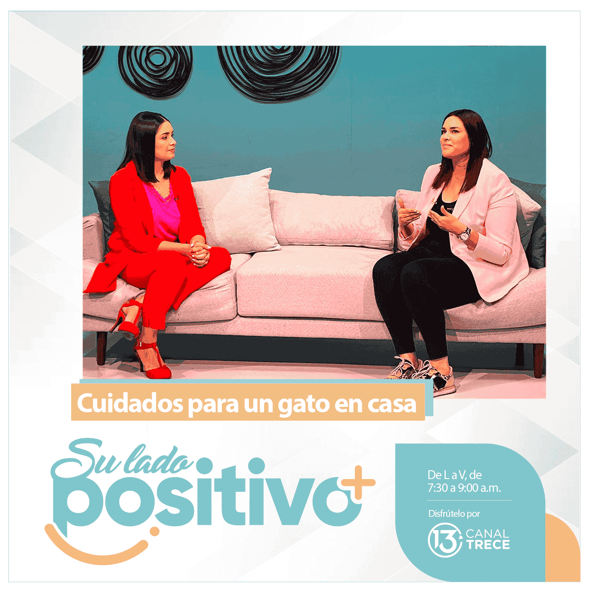 Le contamos que tan difícil es tener gatos en casa