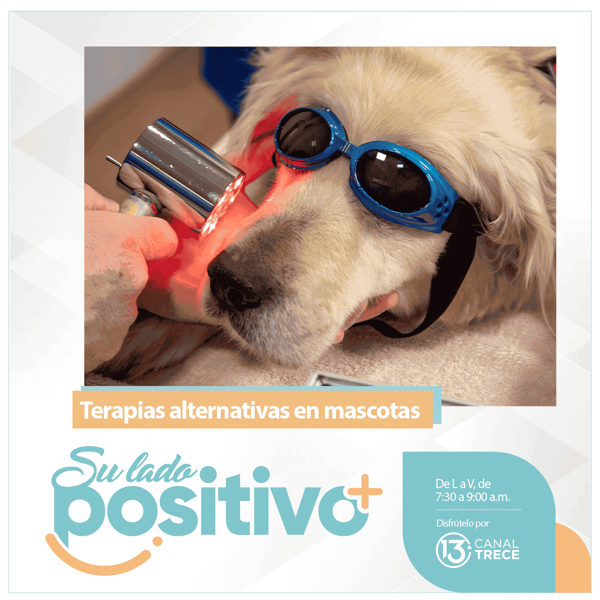 Diferentes tipos de terapia alternativa en mascotas