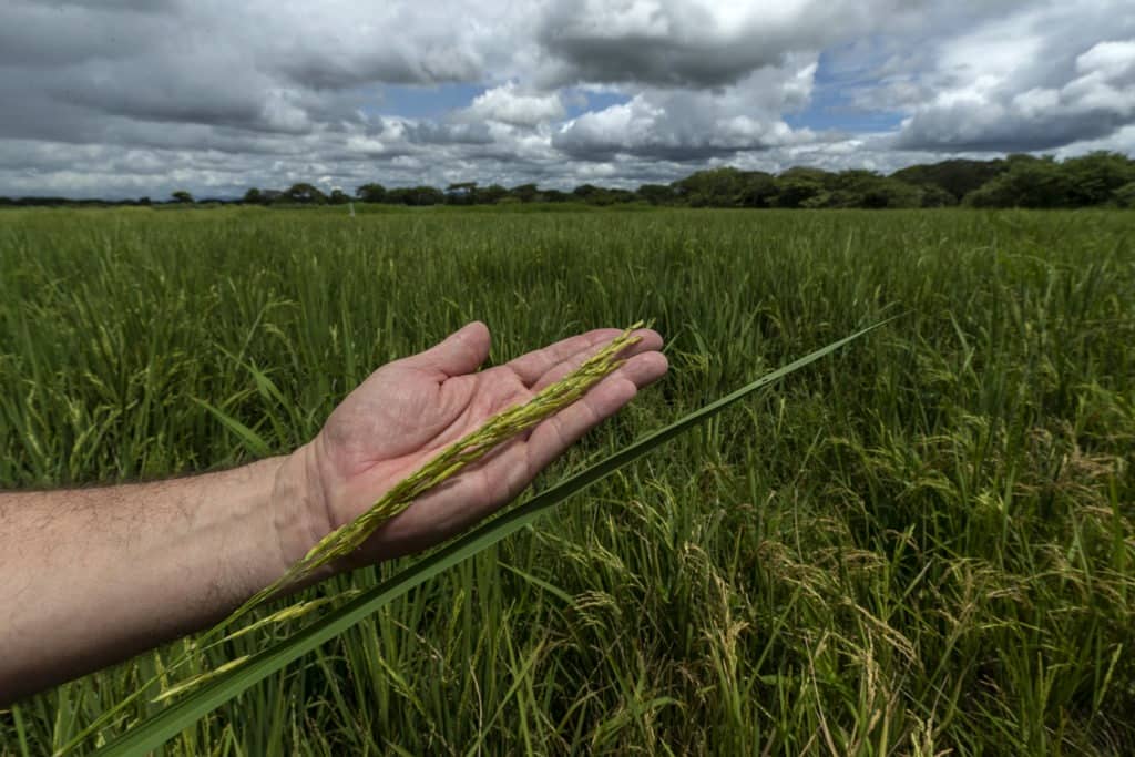 CNP asegura que el arroz del PAI proviene de los micro, pequeños y medianos productores 