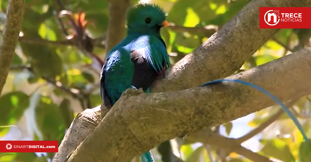 Turrialba registra 633 especies diferentes de aves
