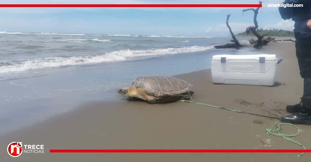 Fuerza Pública y Guardacostas rescatan a 10 tortugas verdes en Limón 