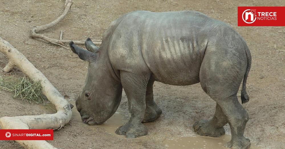 Nace un rinoceronte blanco en zoológico español