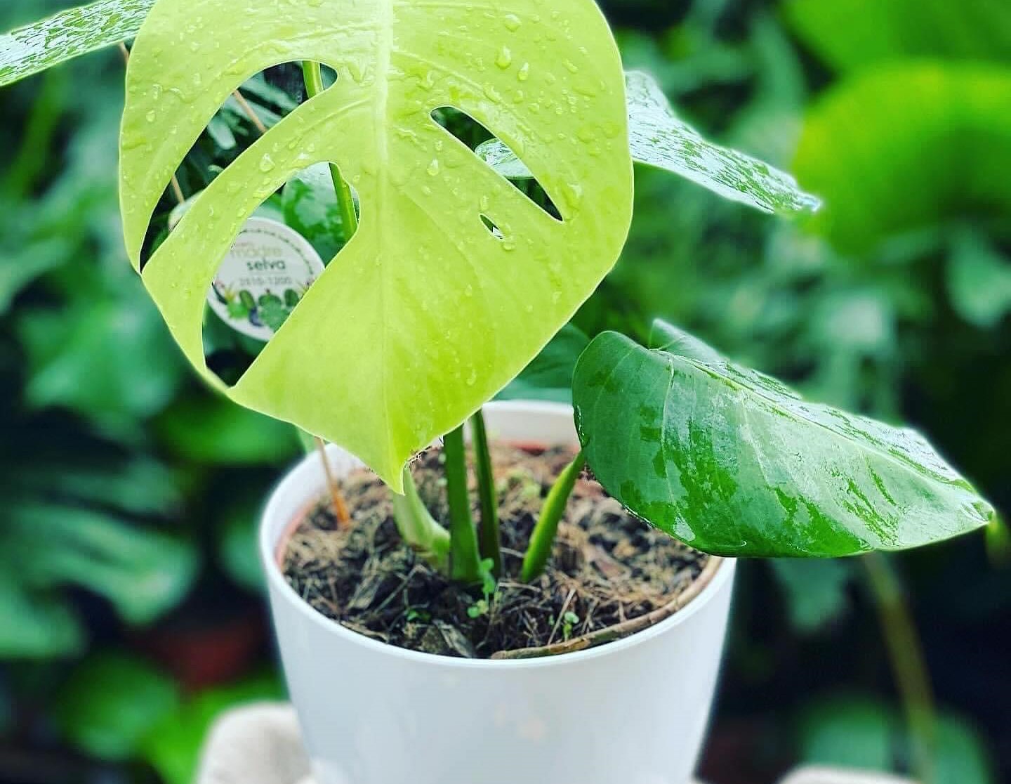 ¿Cómo cuidar las plantas en época de lluvias?