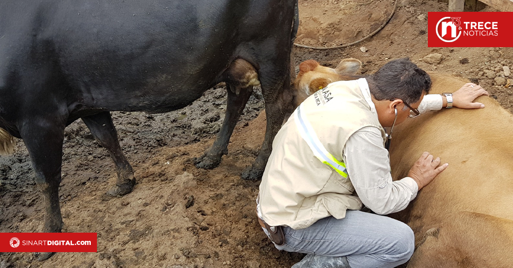SENASA desmintió la muerte de animales debido a los efectos de la ceniza