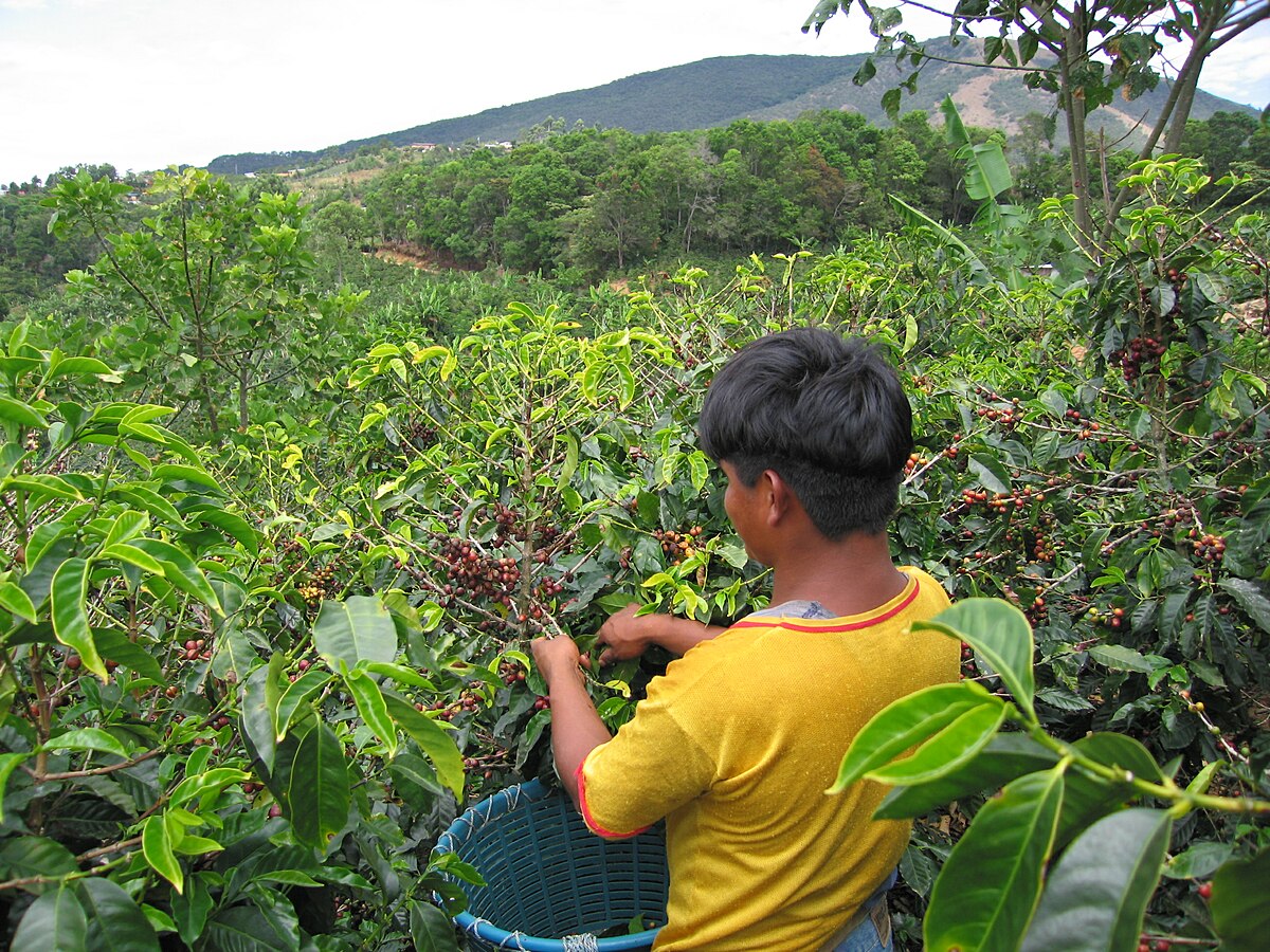 Costa Rica, Honduras y España se unen para garantizar la conservación de sus sistemas agrícolas tradicionales