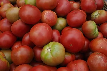 Tomate subió ₡207 colones para esta semana 