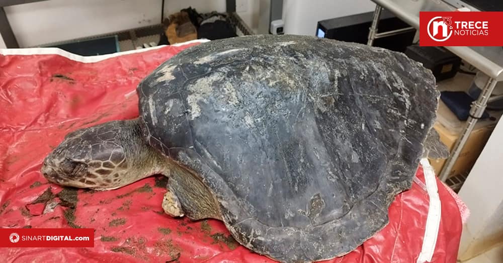 Rescatan tortuga lora en condiciones críticas 