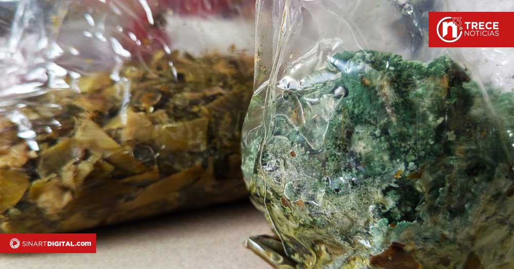 UNED propone usar hongos para transformar basura en alimentos y materiales sostenibles