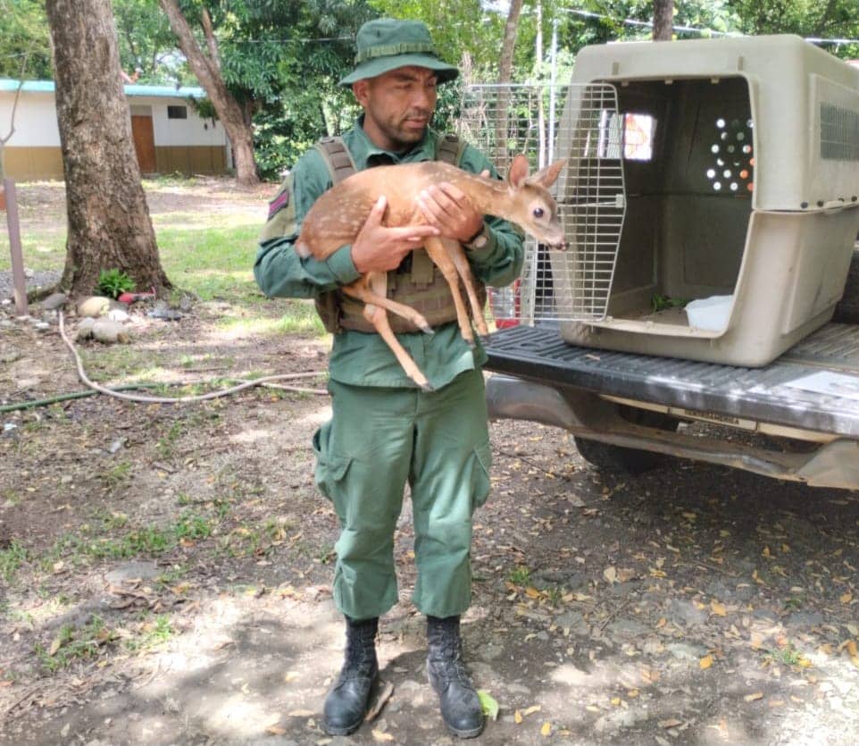 Hombre mantenía encerrado en jaula a venado cola blanca