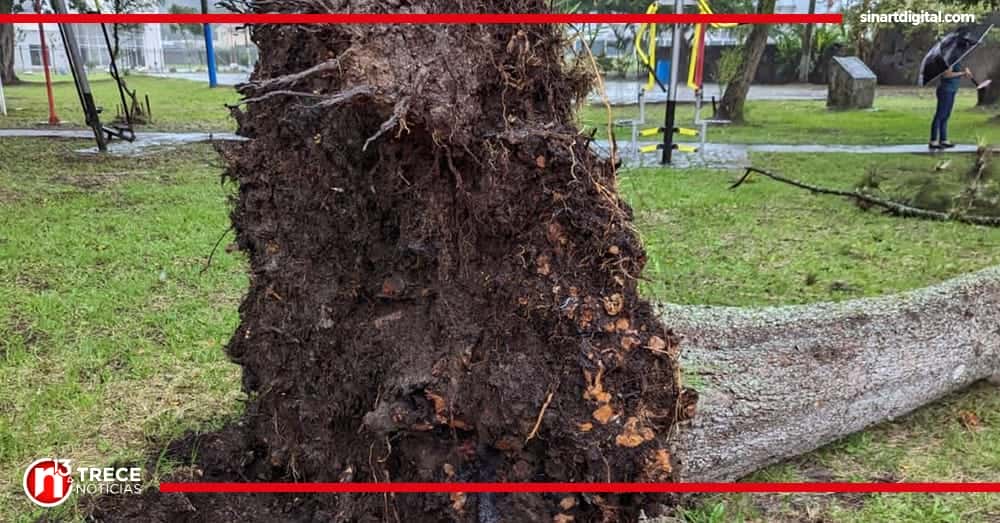 Niño de 4 años muere tras caída de árbol en Cartago