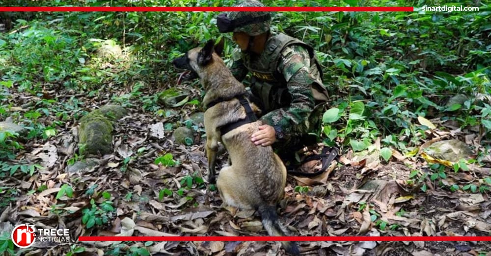 Sigue la búsqueda de Wilson, el perro que fue clave en encontrar a los niños en la selva de Colombia